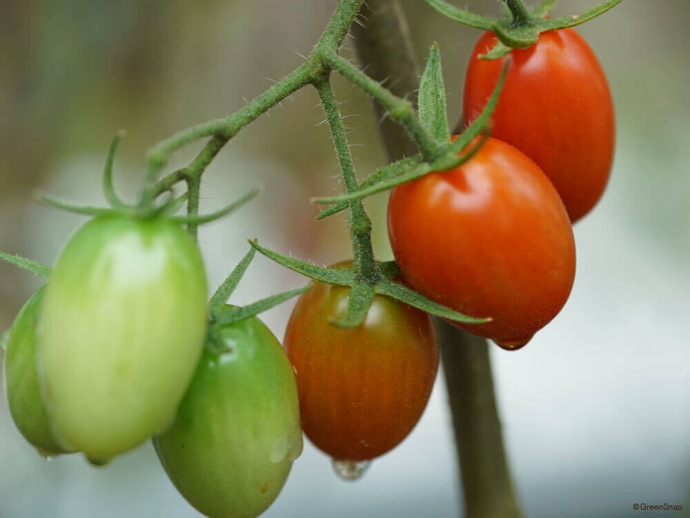 トマトの栽培 水やりの頻度は プランターを使った育て方は Greensnap グリーンスナップ