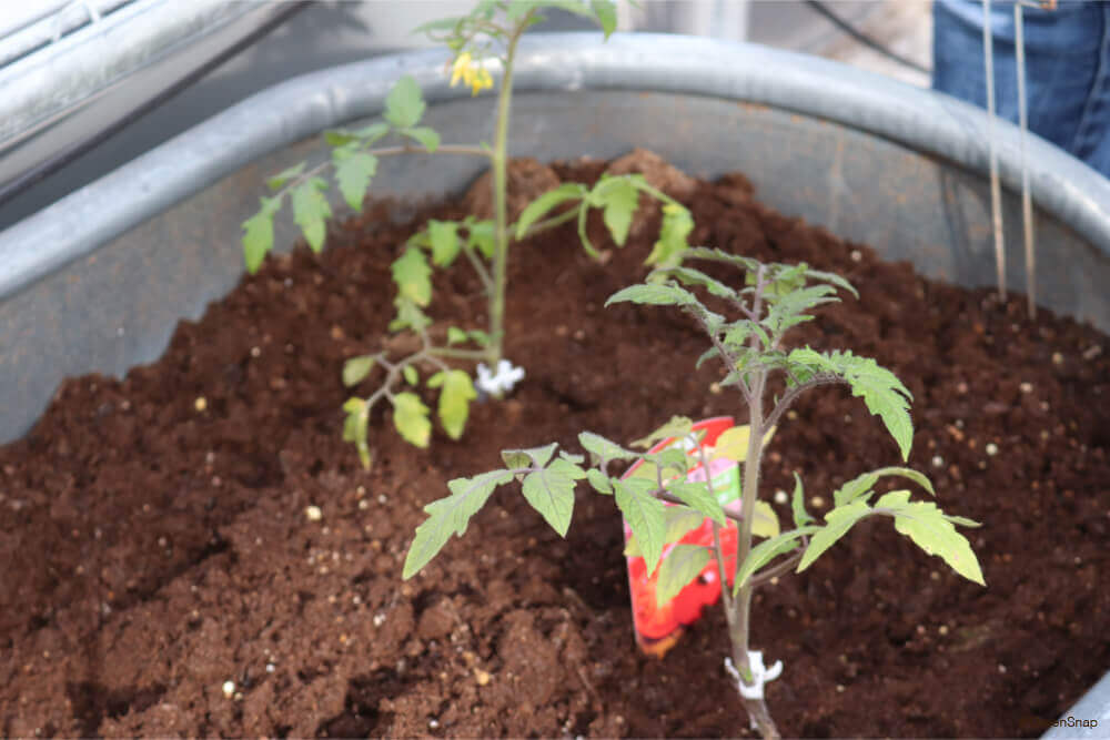 植える 時期 トマト キュウリ 植え付け時期