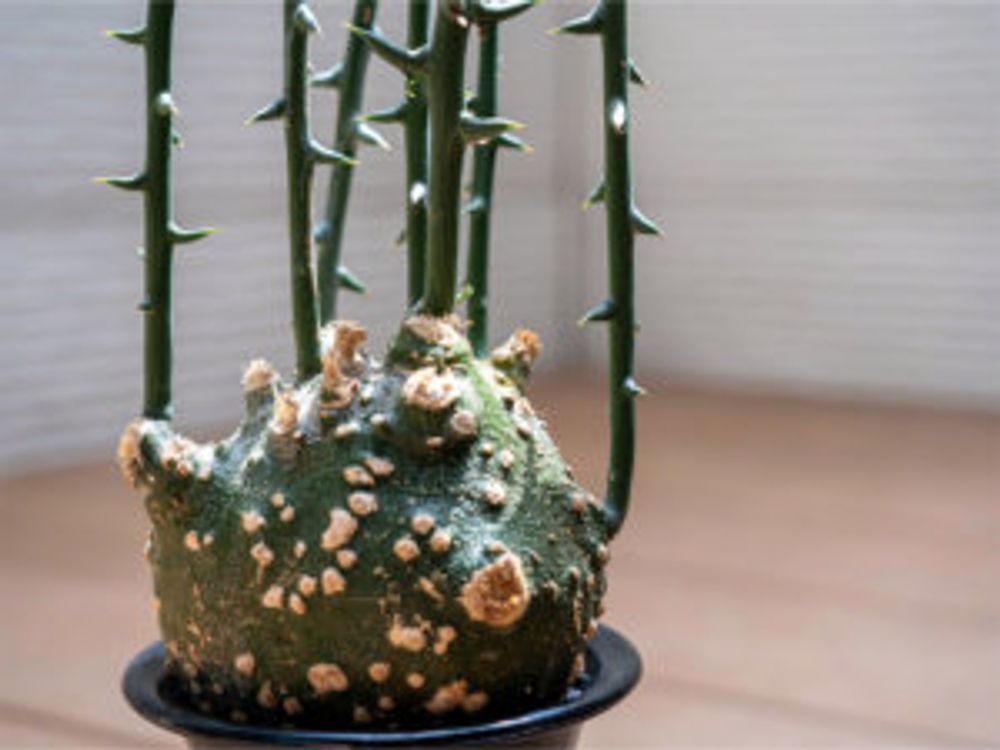 アデニア・グロボーサ アップ