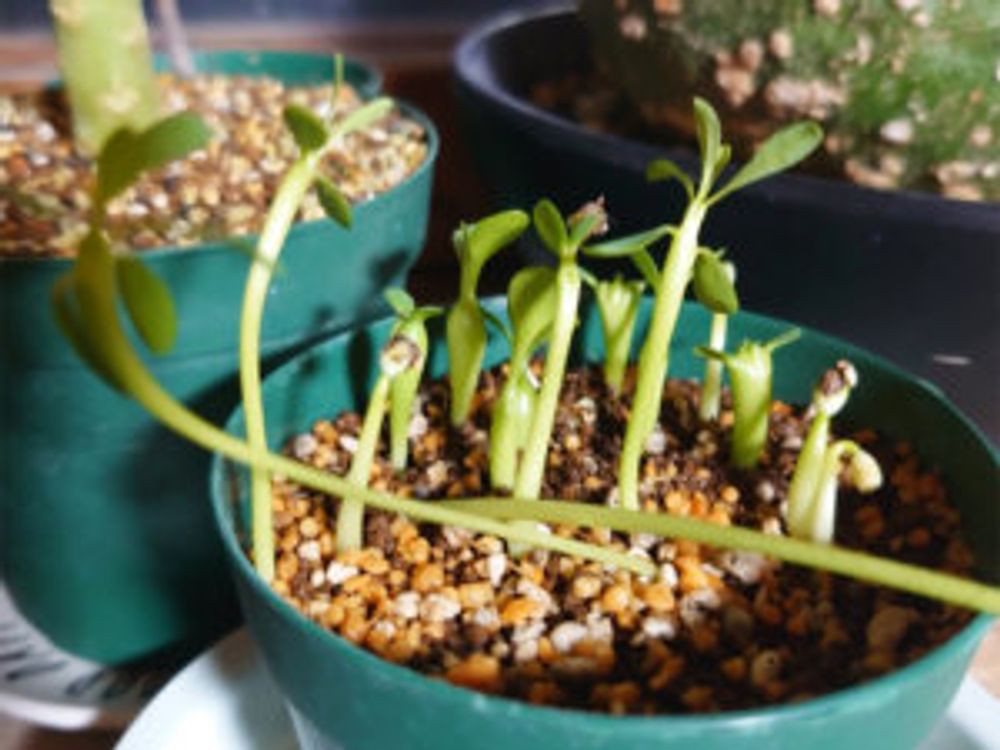 アデニア・グロボーサ　挿し木