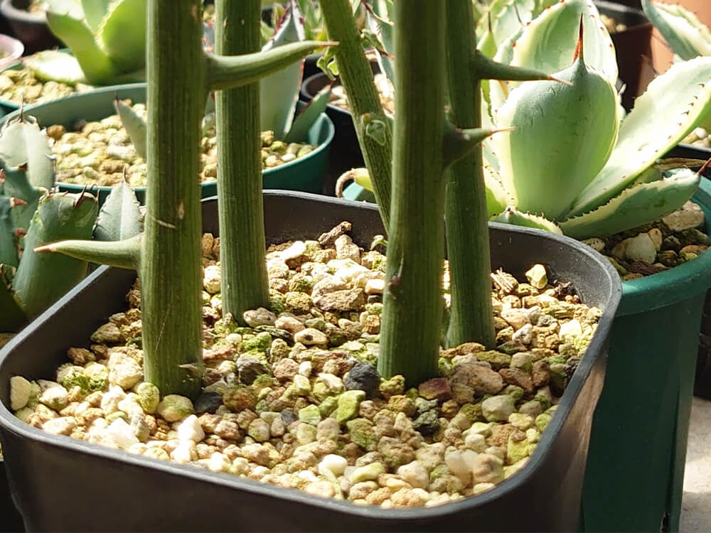 観葉植物特大アデニアグロボーサ塊根植物コーデックス