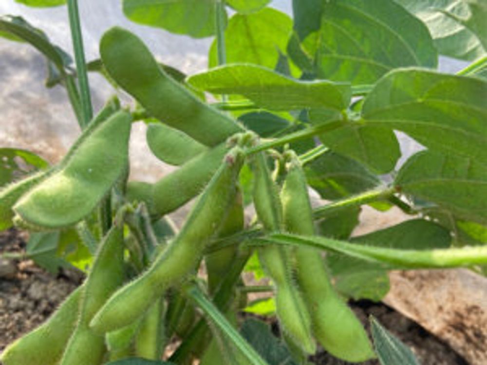 枝豆 収穫　沢山