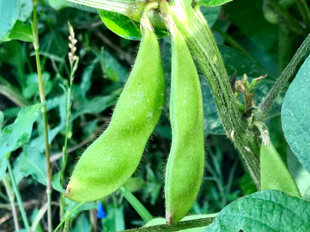 枝豆の収穫時期 方法 目安や注意すること 収穫後は早めに食べるべき Greensnap グリーンスナップ