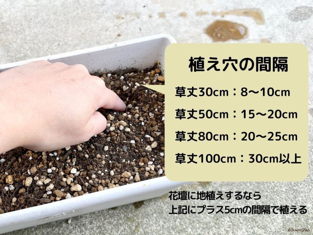 ひまわり 種まき3