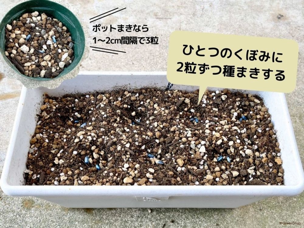 ひまわり 種まき4