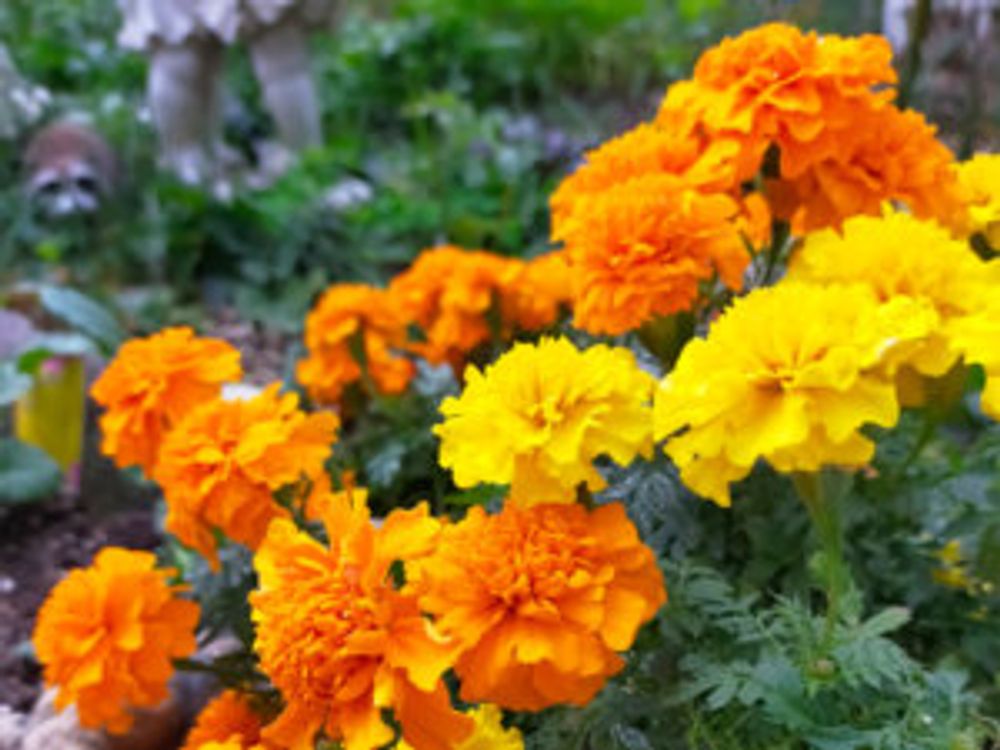 マリーゴールド　オレンジ　イエロー