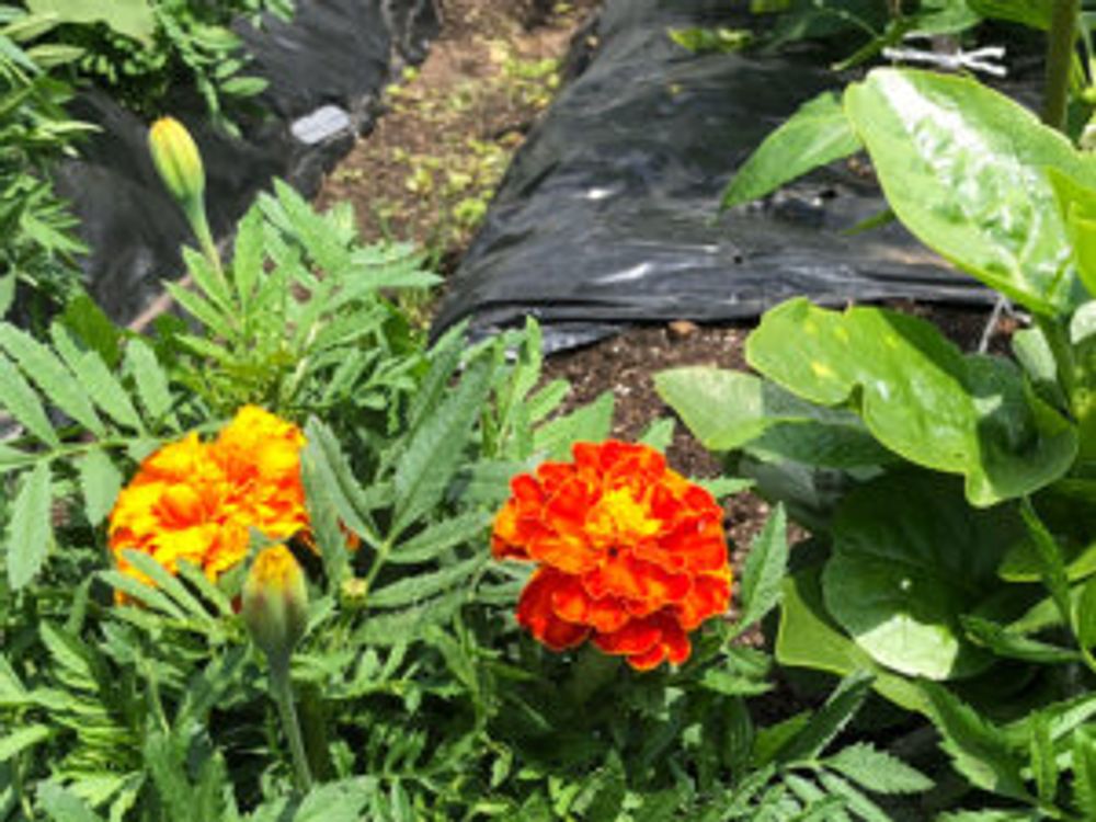 マリーゴールド　コンパニオンプランツ