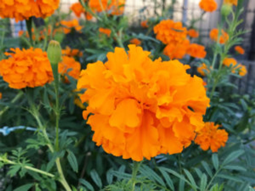 マリーゴールド・アフリカントール