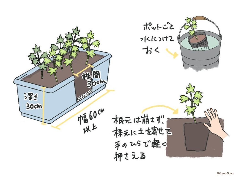 オクラ 植え付け プランター