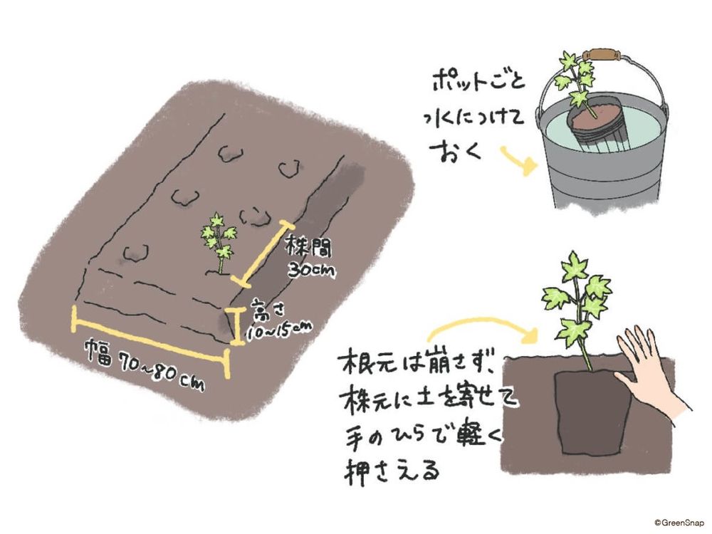 オクラ 植え付け 地植え