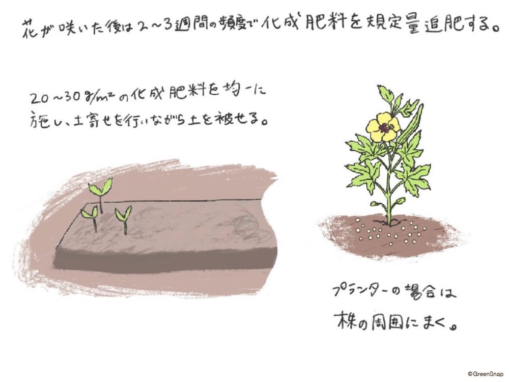 オクラ 追肥