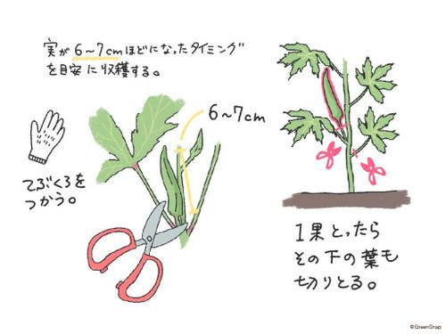 オクラの育て方 種まきや収穫の時期 プランター栽培もできる トラブル実例付き Greensnap グリーンスナップ