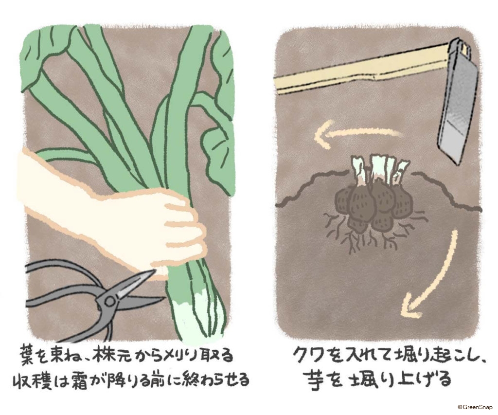 サトイモ　収穫　イラスト