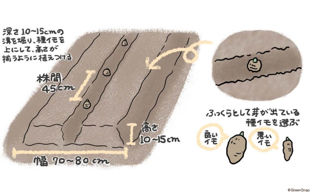 サトイモ 植え付け 地植え イラスト