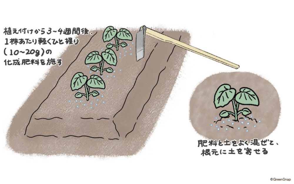 サトイモ 追肥・土寄せ① イラスト