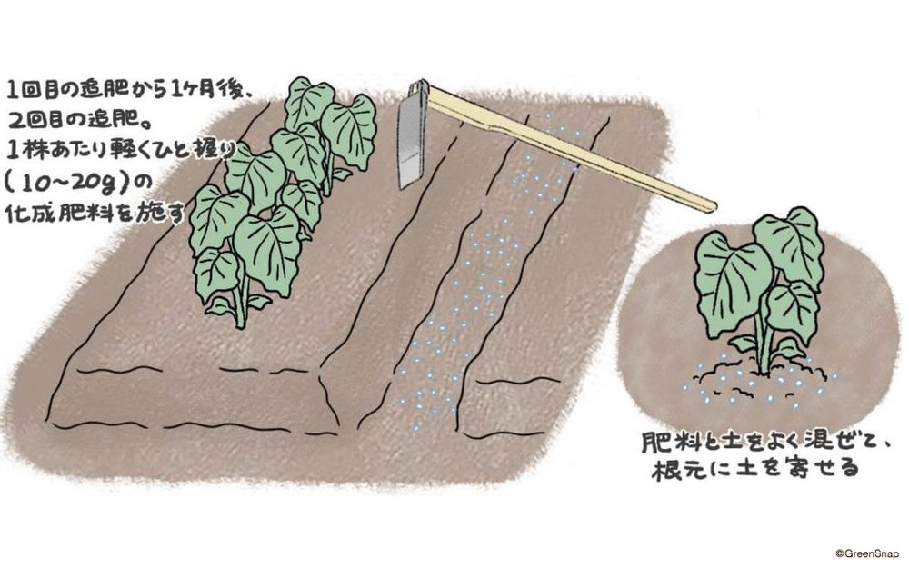 サトイモ　追肥・土寄せ②　イラスト