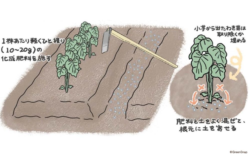 サトイモ 追肥・土寄せ③ イラスト