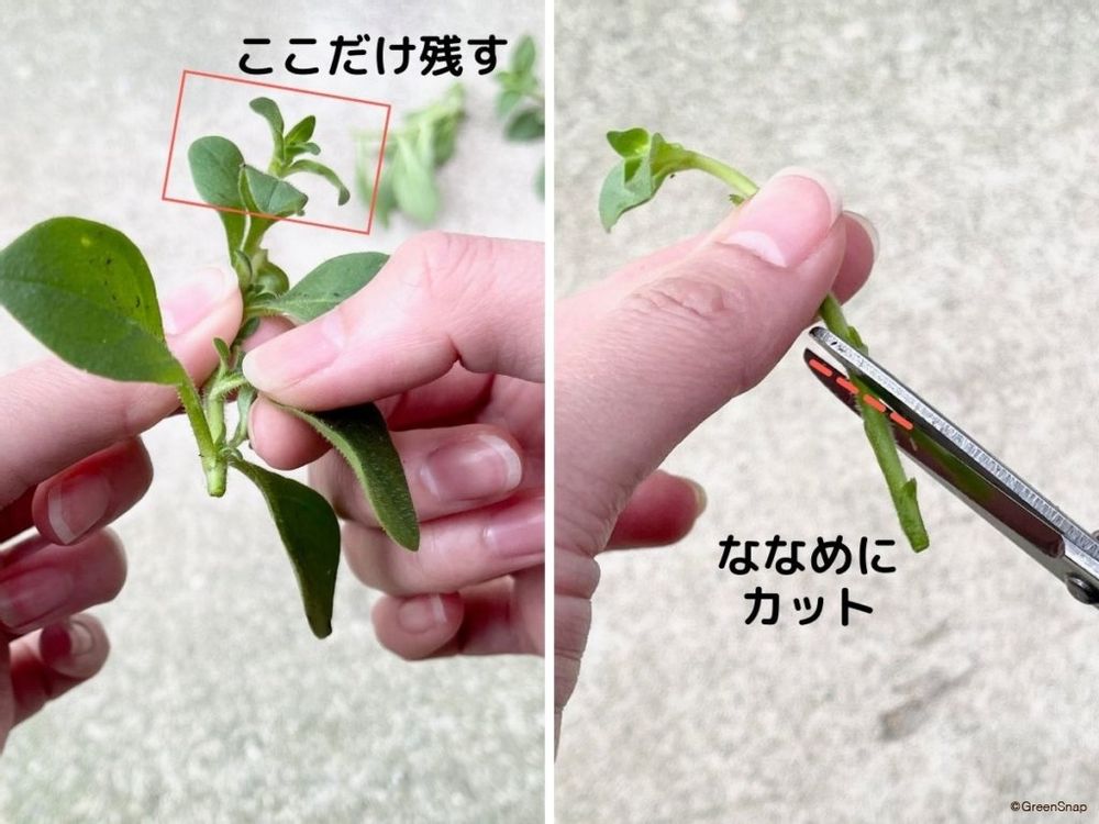 ペチュニア 挿し芽 挿し穂を整える