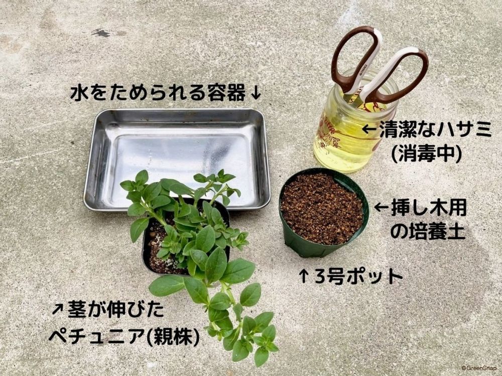 ペチュニア 挿し芽 挿し木 準備