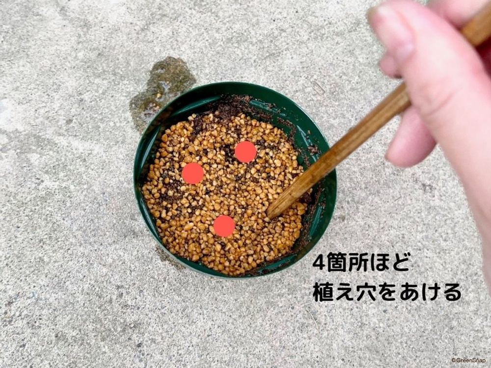 ペチュニア 挿し芽 ポットの準備