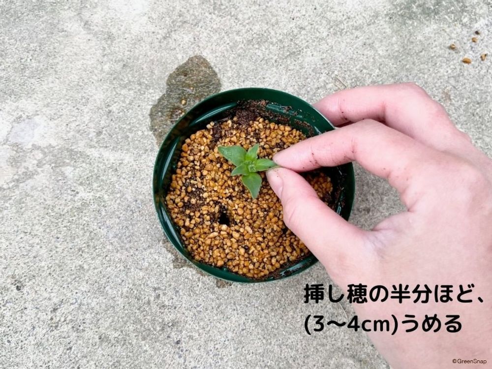 ペチュニア 挿し芽 挿し穂を植える
