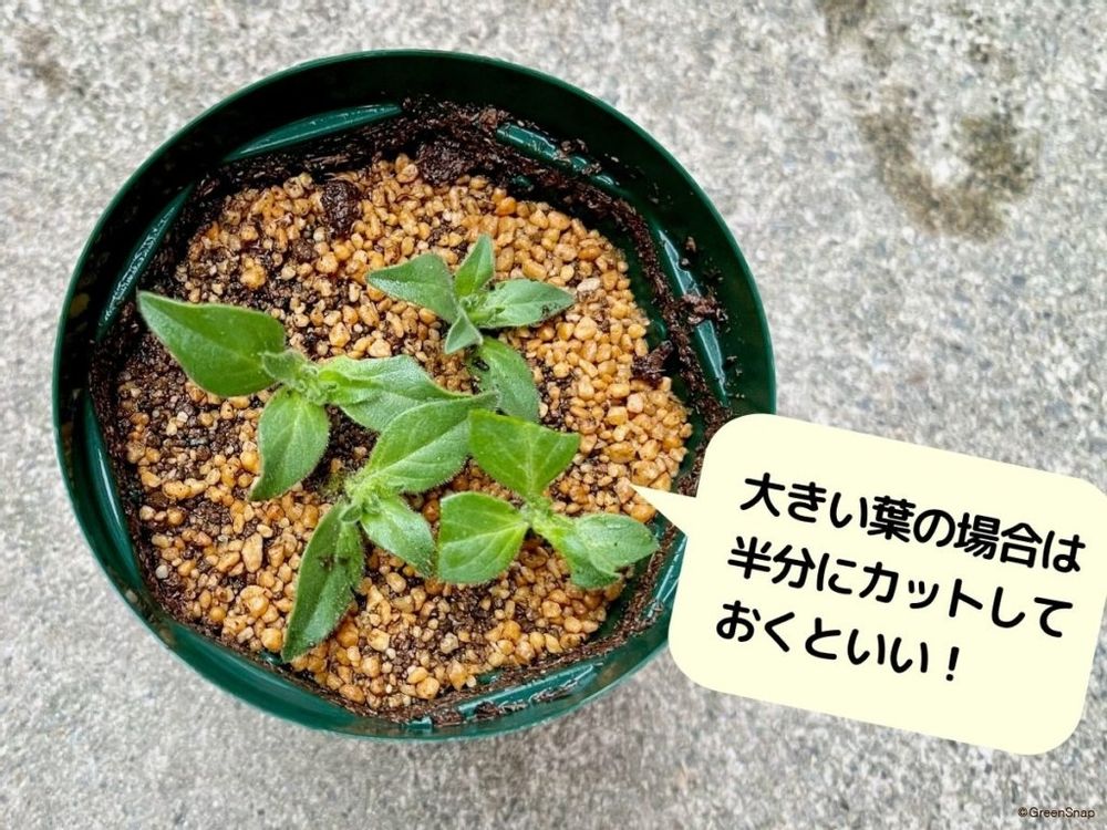 ペチュニア 挿し芽 完成