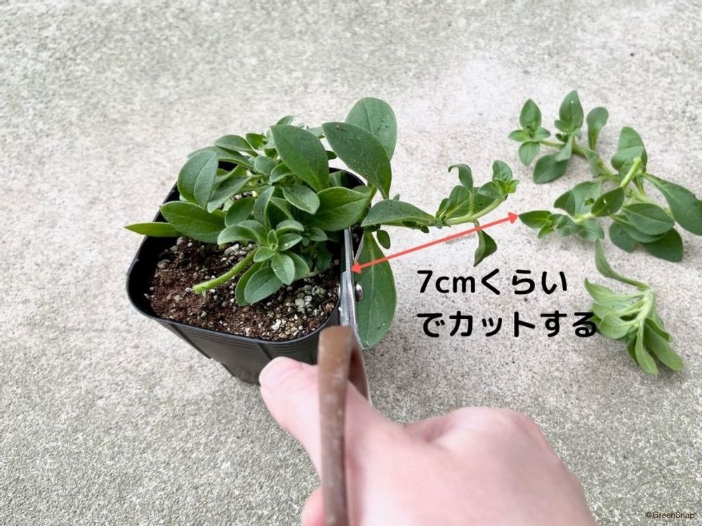 ペチュニア 挿し芽 茎を7cmに切る