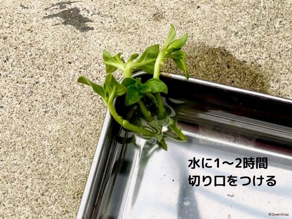 ペチュニア 挿し芽 挿し穂を水につける