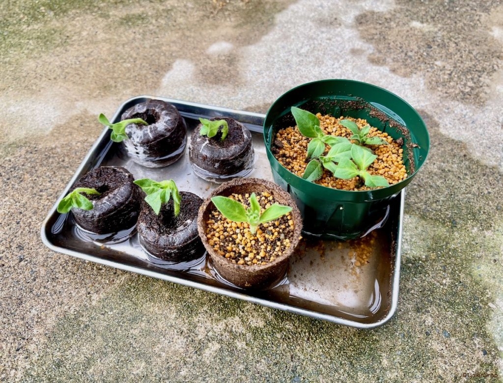 ペチュニア 挿し芽 底面給水