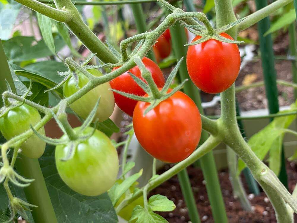 ミニトマトをベランダ菜園で育てよう 置き場所は マンションでも栽培できる Greensnap グリーンスナップ