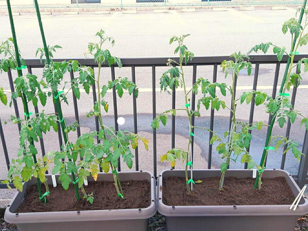 ミニトマトをベランダ菜園で育てよう 置き場所は マンションでも栽培できる Greensnap グリーンスナップ