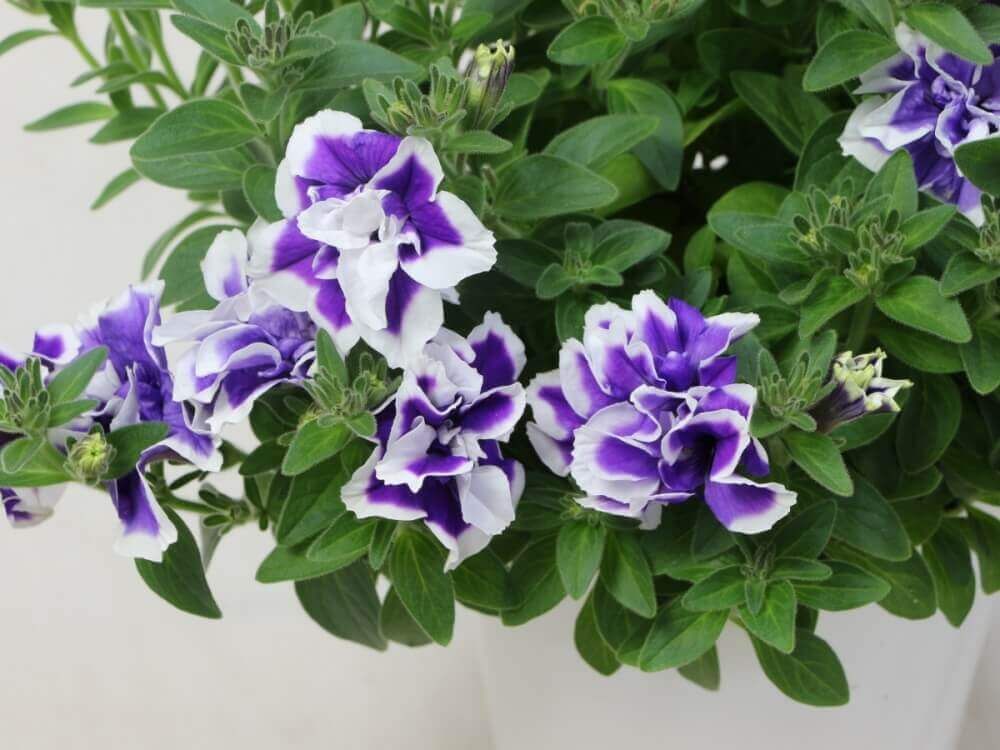 ペチュニア マジックアワー