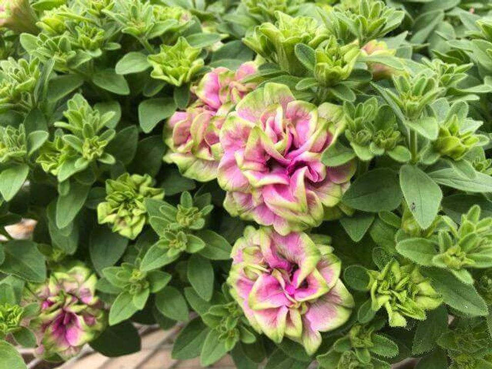 ペチュニア 湘南ヴェルデ