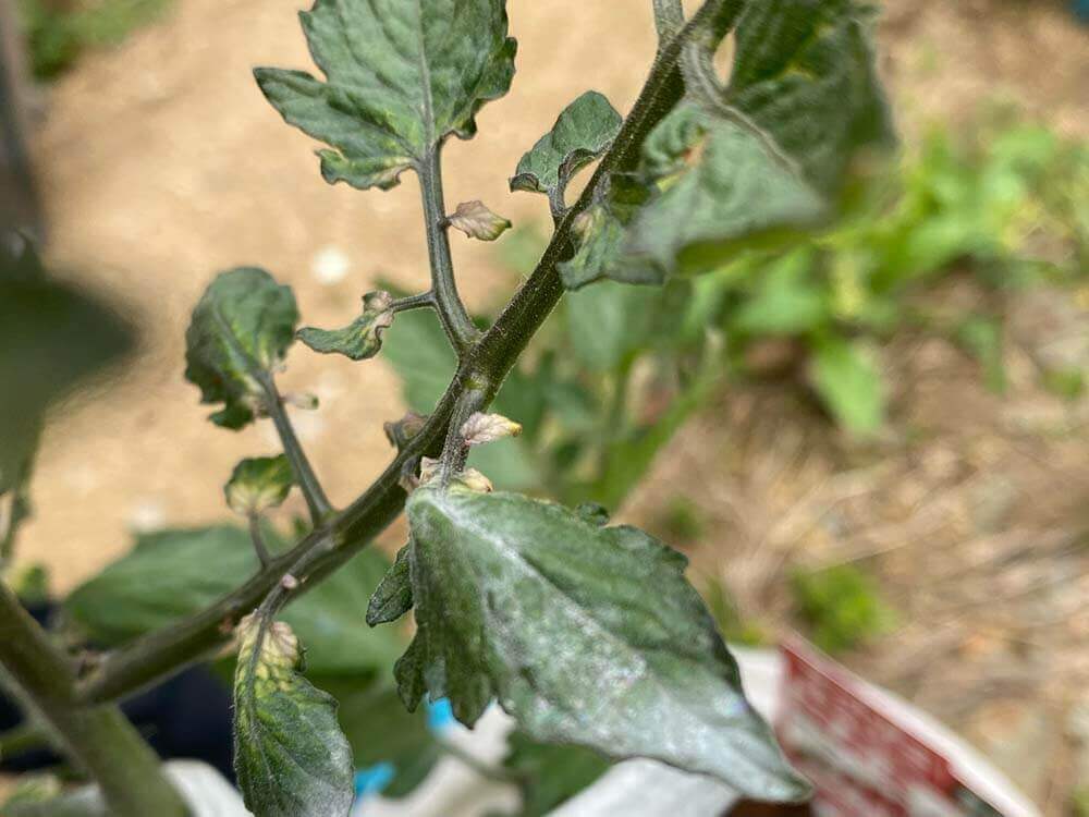 トマトのうどんこ病 重曹で治療できる 農薬などの対策方法は Greensnap グリーンスナップ