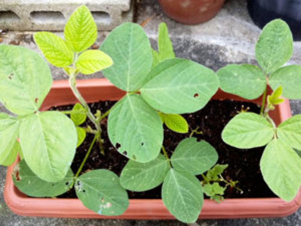 枝豆 プランター栽培