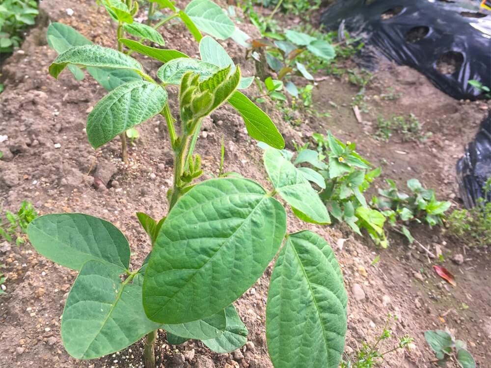 枝豆 エダマメ の摘心 目的やメリット やり方や最適なタイミングは Greensnap グリーンスナップ