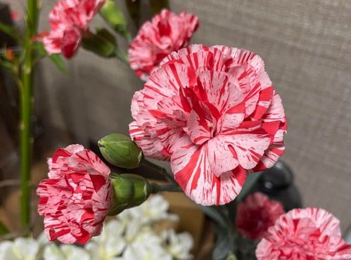 カーネーションの種類｜人気品種11選！一重咲きや珍しい品種は  