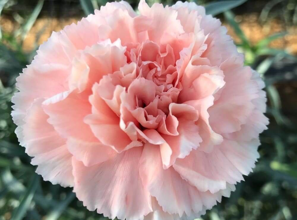 カーネーション　ドヌーブ