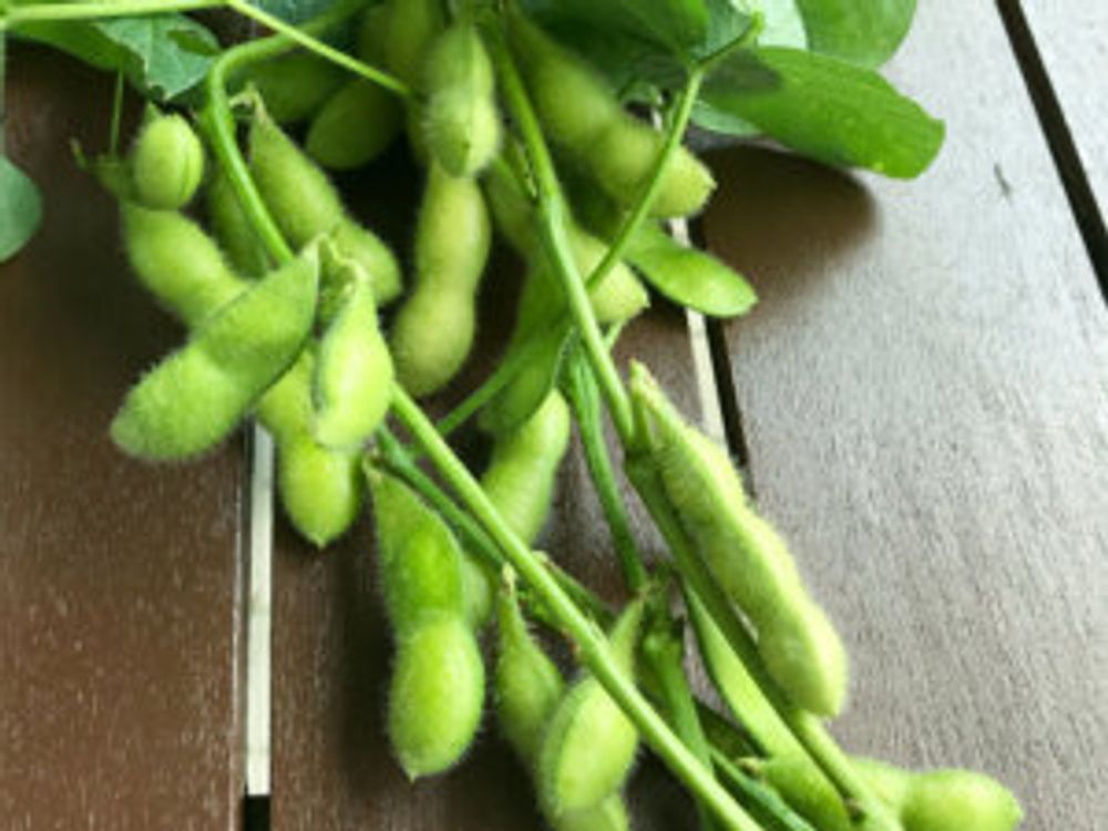  枝豆 枝付き