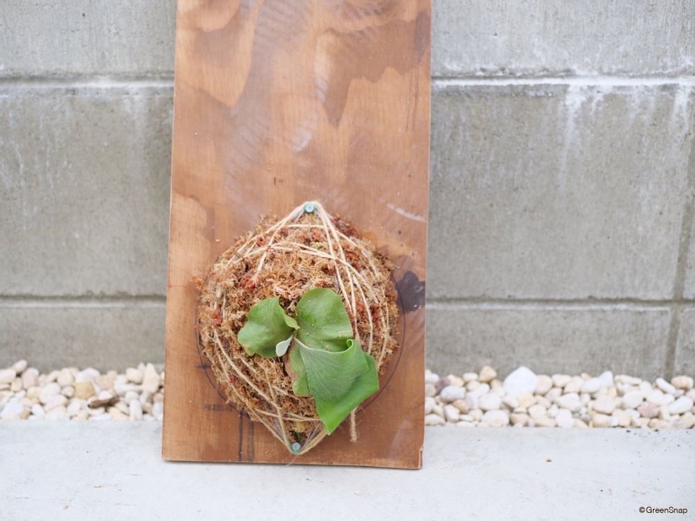 ビカクシダ コウモリラン 板付