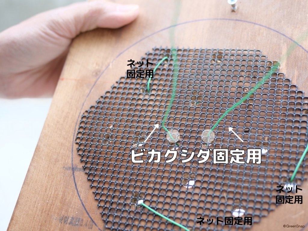 ビカクシダ コウモリラン 板付 板に固定用ワイヤーを通す