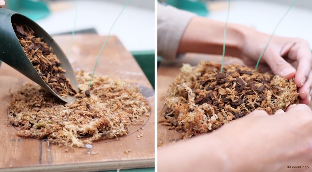 ビカクシダ コウモリラン 板付 板に植え込み材を敷く