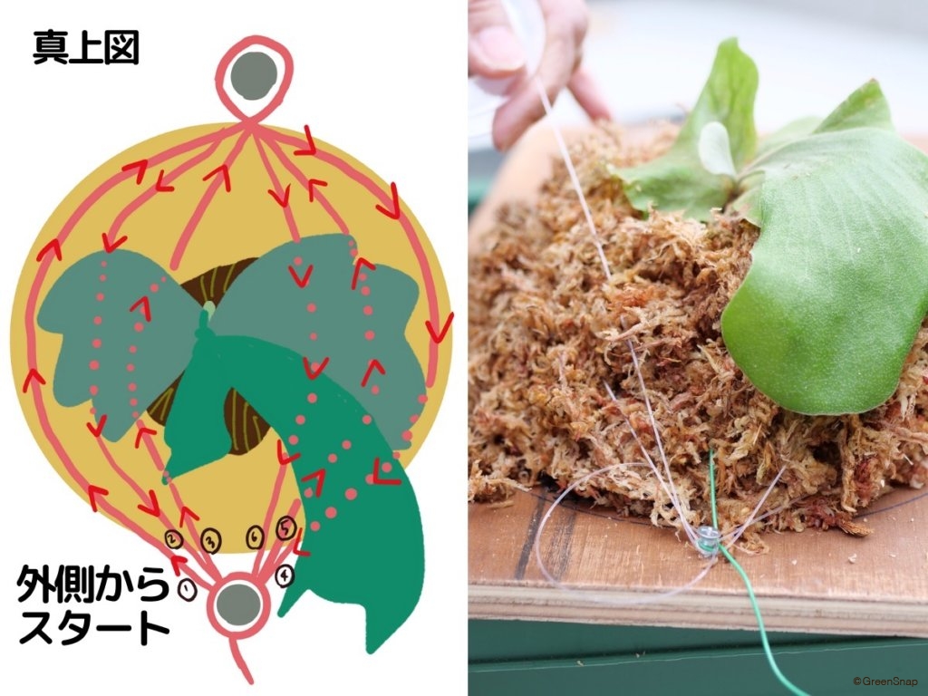 ビカクシダ コウモリラン 板付 水苔にテグスを巻く