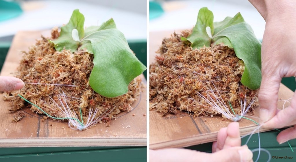 ビカクシダ コウモリラン 板付テグスを最初の端と結ぶ