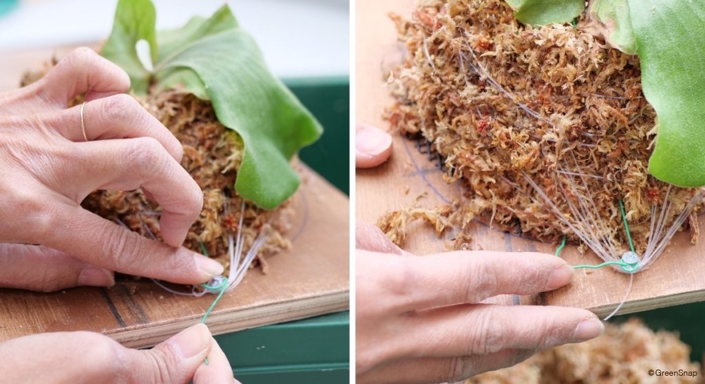 ビカクシダ コウモリラン 板付 ワイヤーを巻いて隠す