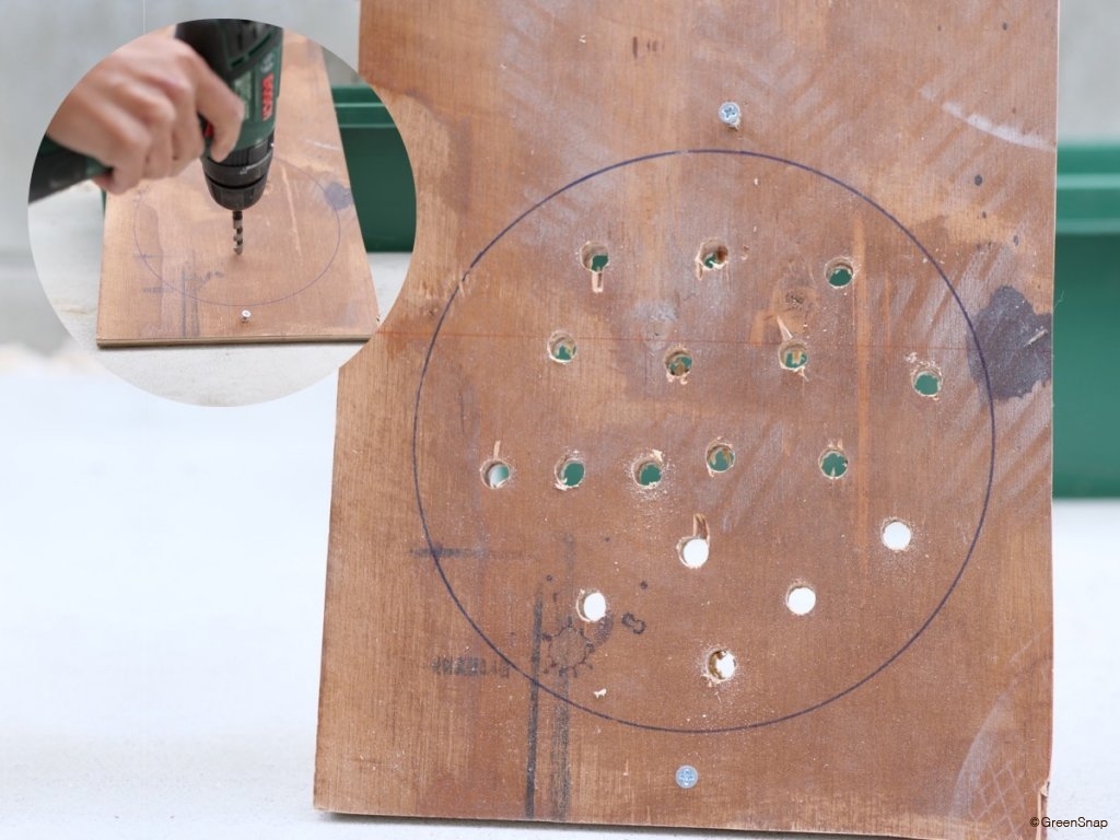 ビカクシダ コウモリラン 板付 板に通気穴をあける