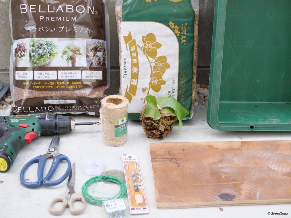 ビカクシダ コウモリラン 板付 準備するもの