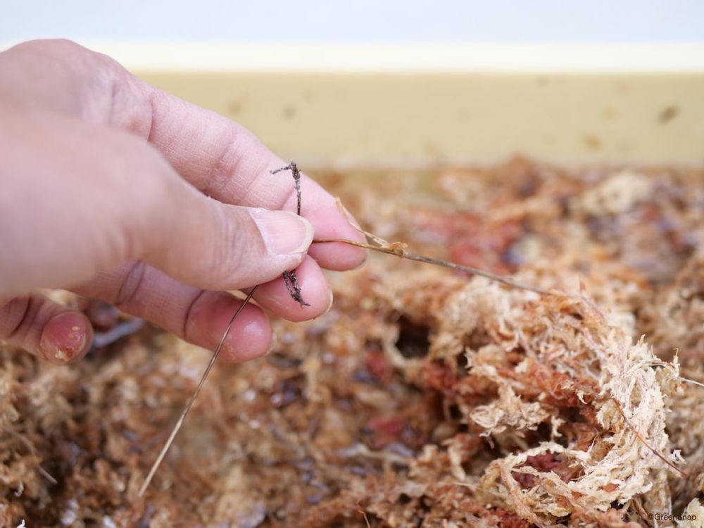 ビカクシダ コウモリラン 板付 水苔を戻す