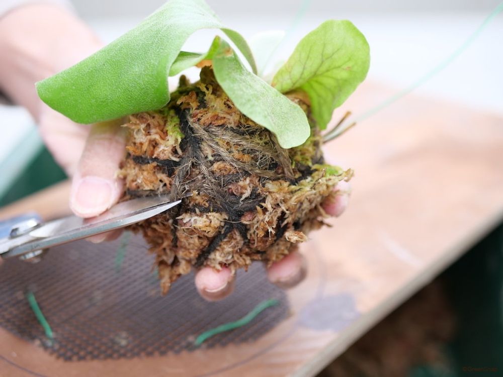 ビカクシダ コウモリラン 板付 ビカクシダの下準備