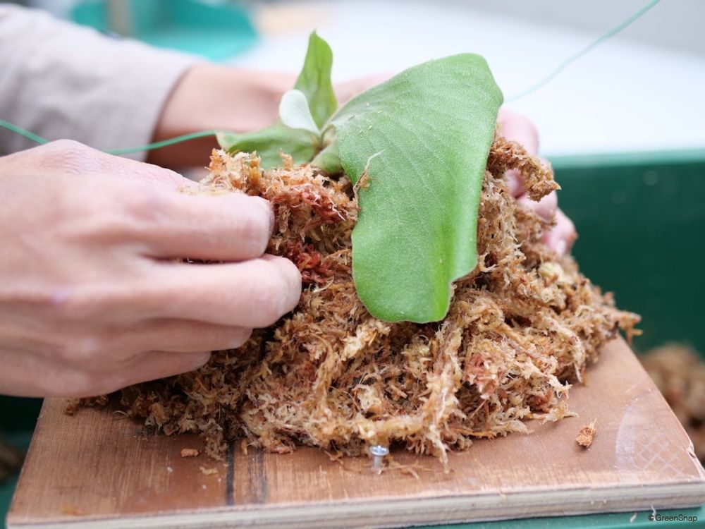 ビカクシダ コウモリラン 板付 植え込み材にビカクシダをおく